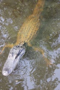 alligator bayou