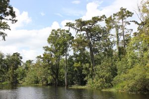 arbres bayou