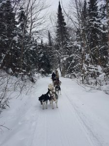 chiens de traîneau dans la foret