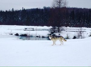 chien dans la neige au bord de l'eau