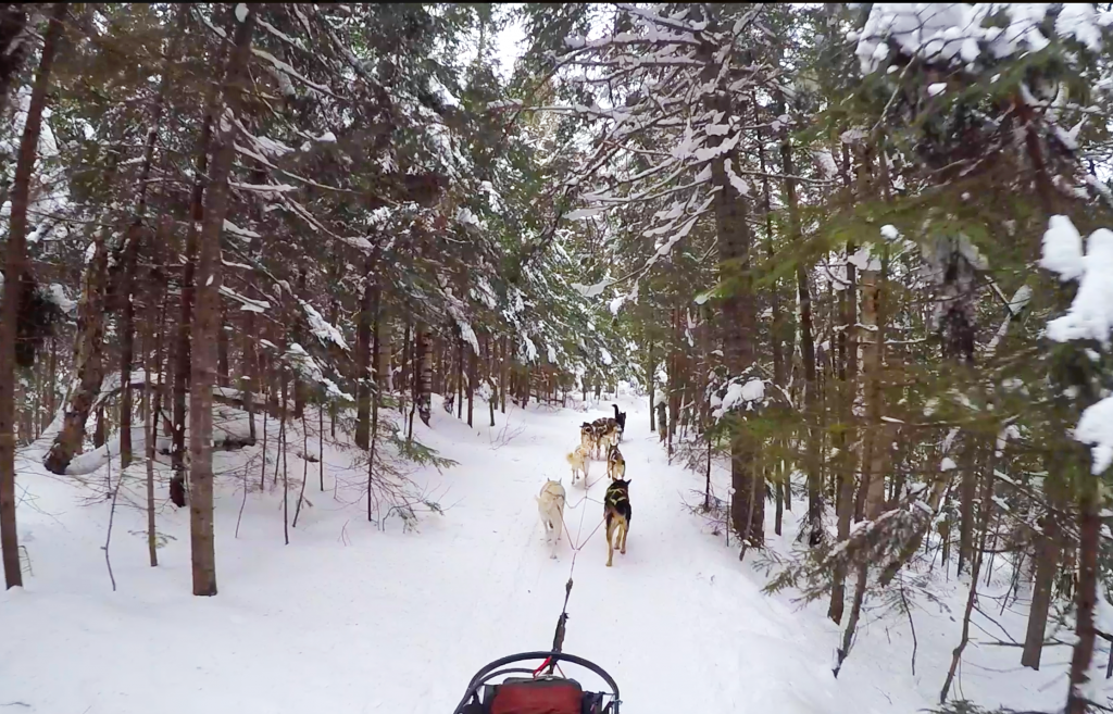 chiens traîneau forêt